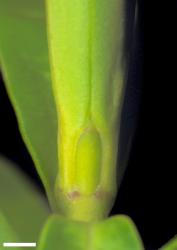 Veronica venustula. Leaf bud with acute sinus. Scale = 1 mm.
 Image: W.M. Malcolm © Te Papa CC-BY-NC 3.0 NZ